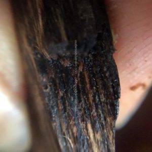 Viet Nam Nha Trang Sinkable Ky Nam, Ki nam, Kyara, Qi nan, Calambac, 沉香木奇楠 - Pendant Ky Nam 1