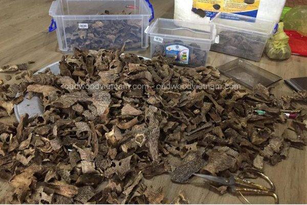 Agarwood Chips Oud Chips Incense Aroma | Natural Wild and Rare Agarwood Chips from Oudwood Vietnam | Pure Material Grade A++ (Quang Binh A)