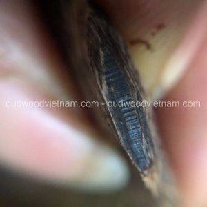 Viet Nam Nha Trang Sinkable Ky Nam, Ki nam, Kyara, Qi nan, Calambac, 沉香木奇楠 - Pendant Ky Nam 1