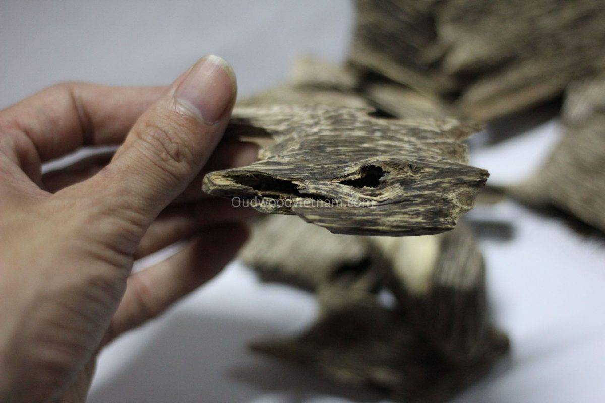 Cultivated oud wood chips agarwood chips OUD WOOD AGARWOOD KINAM