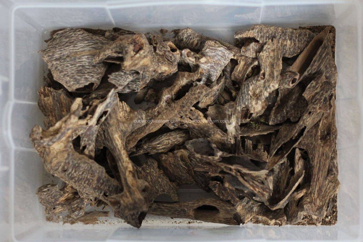 Wild agarwood oud wood chips OUD WOOD AGARWOOD KINAM