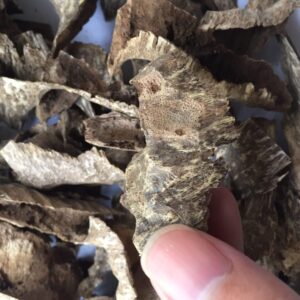 Phuc Trach Oud Wood Agarwood Chip | Grade A