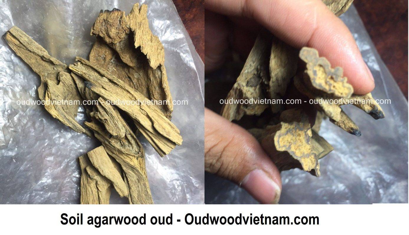 What is soil oud agarwood? OUD WOOD AGARWOOD KINAM
