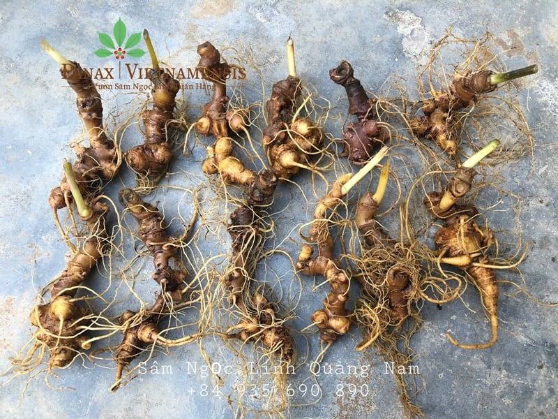 Panax vietnamensis DZSY7978